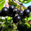 Aronia Nero 2L 1