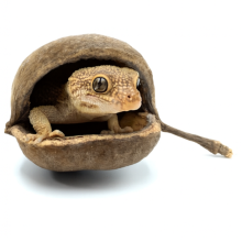 Biogecko Nut - Naturalna Kryjówka Z Łupiny Orzecha Dla Gekonów (8-15 Cm)