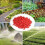 500pcs Double-Ended Drip Irrigation Plugs 5mm/7mm 5