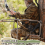 Tree Stand Gear Hoist 29.5 Ft Retractable Black 2 Pcs 6