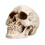 Realistic Resin Skeleton Head Decor, 1 pc 2
