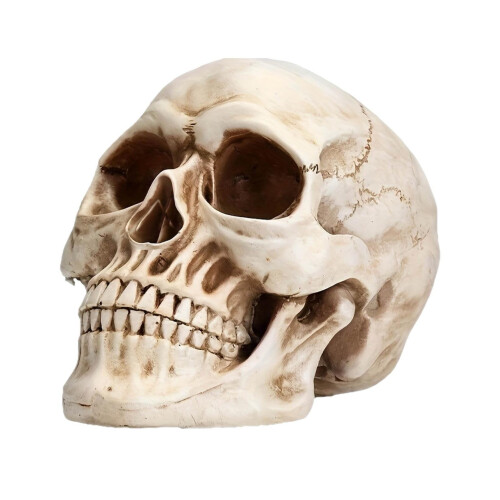 Realistic Resin Skeleton Head Decor, 1 pc 1