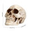 Realistic Resin Skeleton Head Decor, 1 pc 3