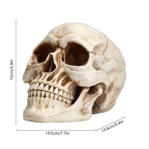 Realistic Resin Skeleton Head Decor, 1 pc 2