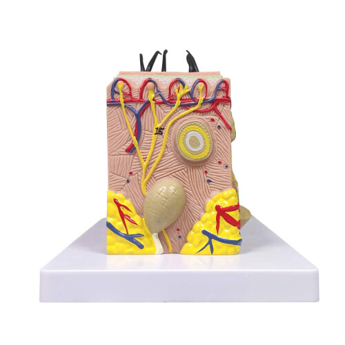 Skin Model, 35X FöRstorad Anatomisk Modell Anatomy för Science Classroom Study Display Teaching Model 1