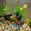 Aquarium-Sinkfisch-Ornament, schwarz, 11 cm 5