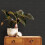 Superfresco Easy Superfresco Easy Black Serenity Textured Plain Wallpaper 4