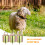 32Pièces Cloches De Fer Pour Animaux Copper Bells 9