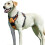 Correa para perros - TD - Ajustable - Negra y amarilla - Antitirones - Cómoda 1