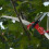 2. Scharfe Räder, Gartenschere, Baumschere, Gartenscheren 5