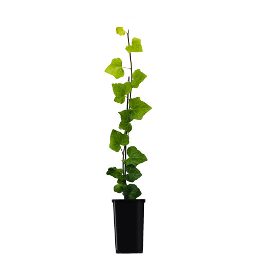 Gemeiner Efeu Thorndale 1L 1