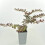 Berberis Red Jewel 1L 3