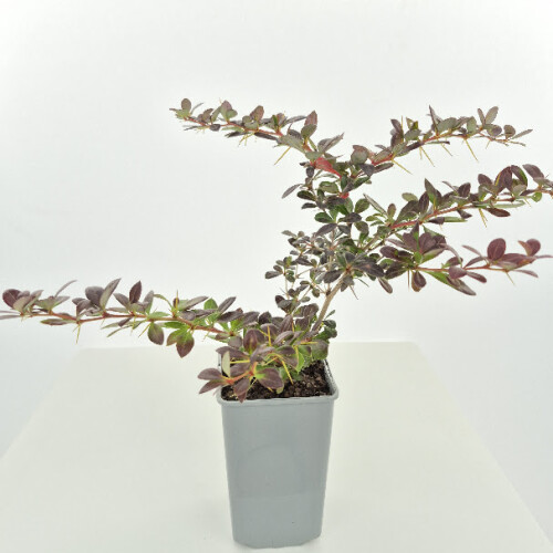 Berberis Red Jewel 1L 2