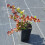 Berberis Red Jewel 1L 4