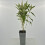 Buddleia Davidii Butterfly Candy  Little White PBR 2l 2