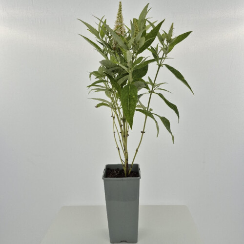 Buddleia Davidii Butterfly Candy  Little White PBR 2l 1
