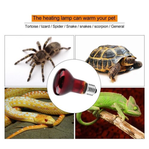 Durable Infrared Heat Lamp for Reptile Feeding (75W) 2
