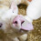 2Sets Plastic Silicone Lamb Calf Nursing Bottle Milk Feeder White 11