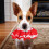 Collier En Coton Dentelle Confortable Pour Animaux 4