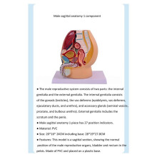 Male Vagina Anatomical Model Life Size Median Sagittal Section Human Pelvic Cavity Structure Model