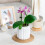 (White) Self Watering Flower Pots for Home Decor 2