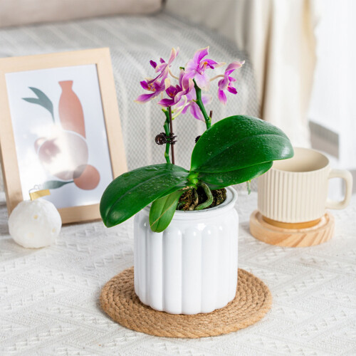 (White) Self Watering Flower Pots for Home Decor 1