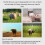 24-Piece Safe Animal Marking Kit 1