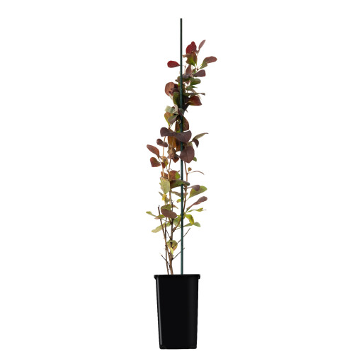 Berberis Atropurpurea 1L 1