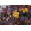 Berberis Atropurpurea 1L 3
