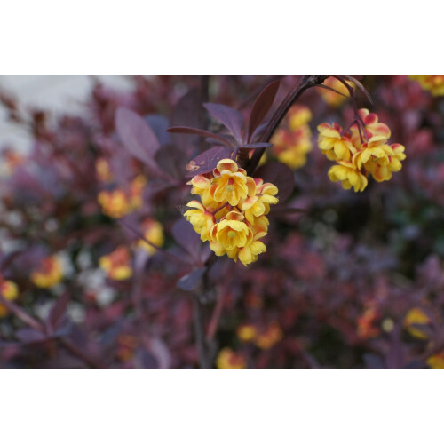 Berberis Atropurpurea 1L 2