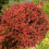 Berberis Atropurpurea 1L 4