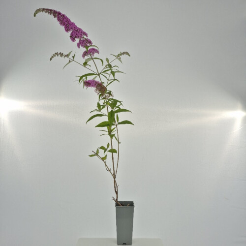 Schmetterlingsflieder Pink Delight 2L 1