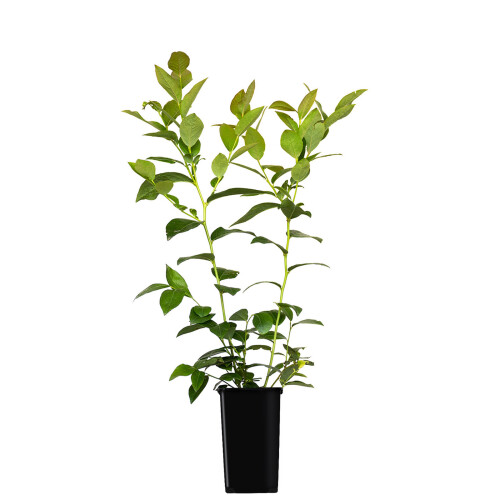 Highbush Mirtillo Bluecrop 1L 1