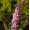 Schmetterlingsflieder Pink Delight 2L 3