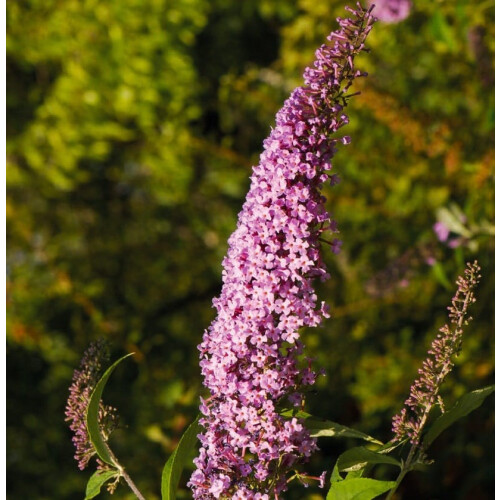 Schmetterlingsflieder Pink Delight 2L 2