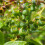 Highbush Mirtillo Bluegold 1L 5
