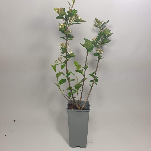 Aronia Nero 2L 1