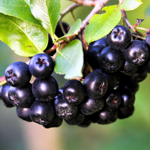 Aronia Nero 2L 2