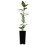 Aronia Mitschurinii 2L 2
