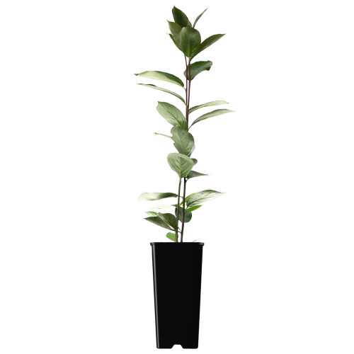 Aronia Mitschurinii 2L 1
