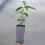 Schmetterlingsflieder Royal Red 2L 2