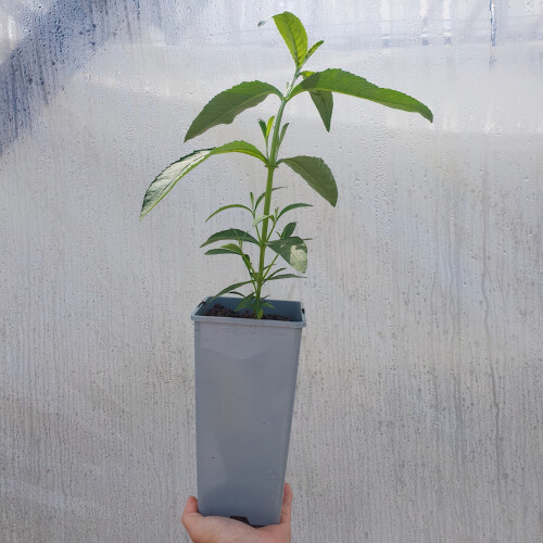 Schmetterlingsflieder Royal Red 2L 1