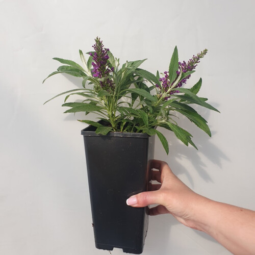 Buddleia Davidii Butterfly Candy  Little Purple PBR 2l 2