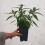 Buddleia Davidii Butterfly Candy  Little Purple PBR 2l 5