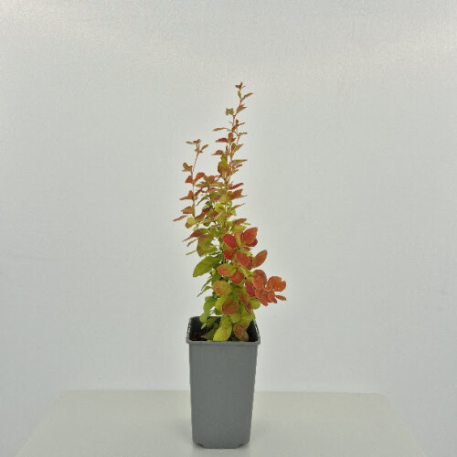 Berberis Orange Ice 1L 1