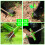 Weed Puller Tool for Dandelion Removal 13