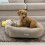 HugglePets (Small) HugglePets Tiny Tails Teddy Bear Puppy Lounger 2
