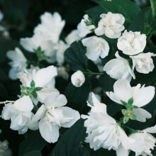 3 Large Philadelphus Virginal Mock Orange Shrubs in 3 Litre Pots By Direct Plants