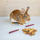 À Mâcher Pour Hamsters Chinchillas Mix Herbes 6