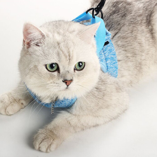 Pet Traction Strap Confortable Légèr 2